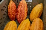Feria agropecuaria en Tame, Arauca: Cacao, uno de los mejores del mundo.